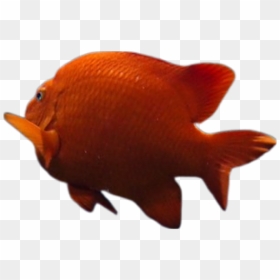 #peixe #freetoedit - Garibaldi (fish), HD Png Download - peixe png
