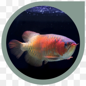 Asian Arowana, HD Png Download - peixe png