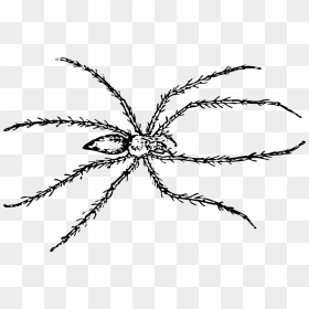 Line Drawing Of Spider, HD Png Download - spider legs png