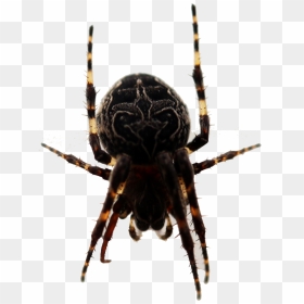 Spider Legs Png, Transparent Png - spider legs png