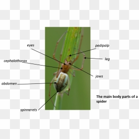 Cricket, HD Png Download - spider legs png
