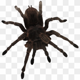 Spider Png Image - Giant Black Spider In Delaware, Transparent Png - spider legs png