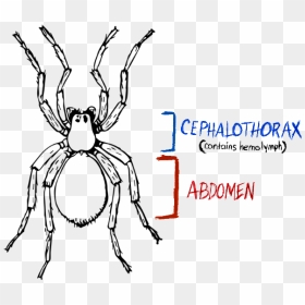 Spider, Spider Anatomy, Hydraulic Spider - Spider Clipart Black And White, HD Png Download - spider legs png