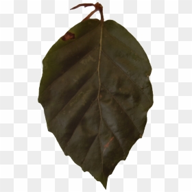 Swamp Chestnut Oak, HD Png Download - grime texture png