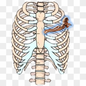 Rib Cage Human Skeleton Sternum Anatomy - Many Bones Make Up The Ribs, HD Png Download - ribcage png