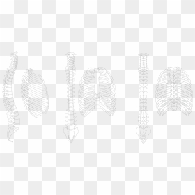 Spine Drawing Rib Cage - Sketch, HD Png Download - ribcage png