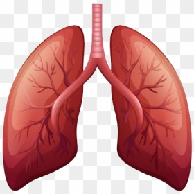Lungs Png - Transparent Background Lungs Png, Png Download - ribcage png
