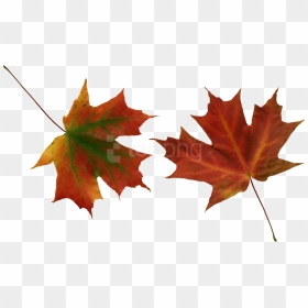 Free Png Autumn Leaves Png Images Transparent - Red Leaves Falling Png, Png Download - hojas de otoño png
