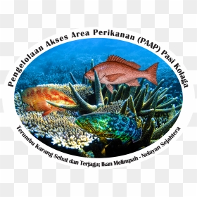 Coral Reef Fish, HD Png Download - black ops 3 kuda png