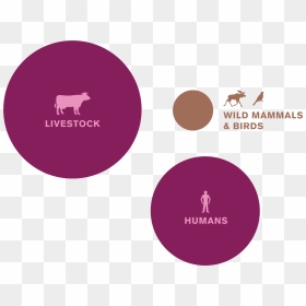 Graphic Design, HD Png Download - animal planet logo png