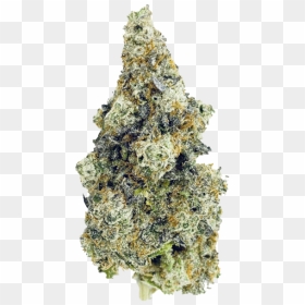 Cherry Punch Alberta Craft Cannabis Inc - Cherry Punch Blkmkt, HD Png Download - daehyun png
