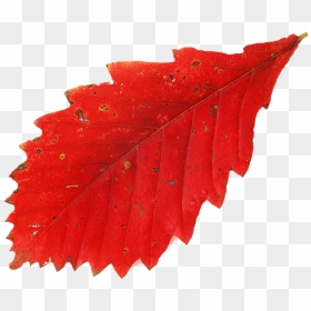 Красный Лист Дуба, Осень, Осенние Листья, Red Leaf - Осенние Листья Png, Transparent Png - hojas de otoño png