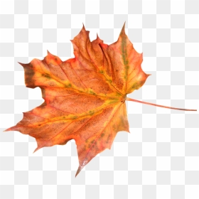 Фото, Автор Manul На Яндекс - Autumn Leaf Texture Png, Transparent Png - hojas de otoño png