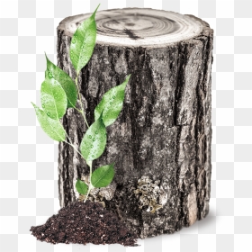 Tronco , Png Download - Tronco Png, Transparent Png - tronco png