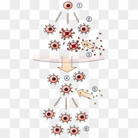 Diversity Clipart Tolerance - Clonal Selection Sketch, HD Png Download - tronco png