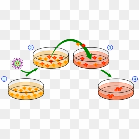 Induction Of Ips Cells - Ips Cells, HD Png Download - tronco png