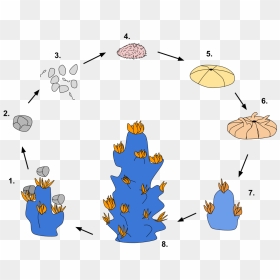Simple Coral Reef Life Cycle, HD Png Download - corals png