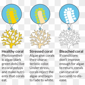 Healthy Coral Stressed Coral Bleached Coral, HD Png Download - corals png