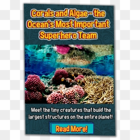 Gulf Of Aqaba Coral Reefs, HD Png Download - corals png