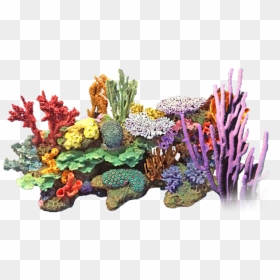 Nicepng Coral-png - Transparent Background Coral Reef Png, Png Download - corals png