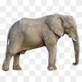 Slon Png, Transparent Png - elephant vector png