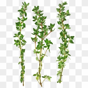 Thumb Image - Thyme Png, Transparent Png - thyme png
