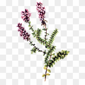 Thymus Vulgaris Plant Parts, HD Png Download - thyme png
