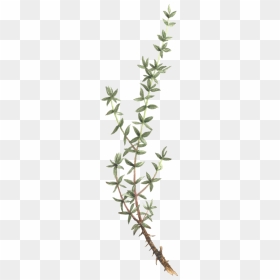 Transparent Thyme Leaves Png, Png Download - thyme png