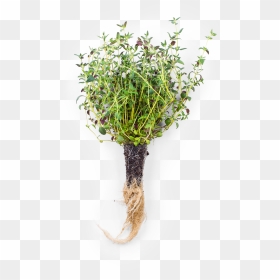 Thyme - Areca Palm Australia, HD Png Download - thyme png