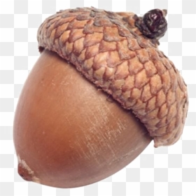 Seed Oak Photography Transprent - Single Acorn, HD Png Download - acorns png