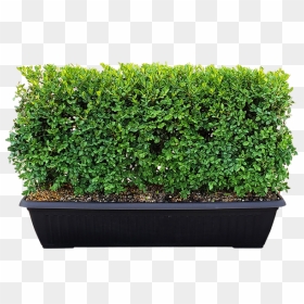 Flowerpot, HD Png Download - boxwood png