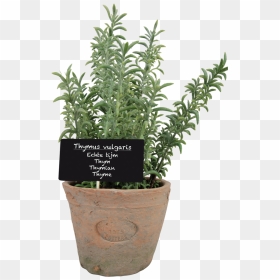 Thyme In At Pot L - Potjes Tijnm, HD Png Download - thyme png