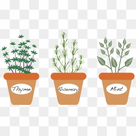 Potted Thyme Clipart, HD Png Download - thyme png
