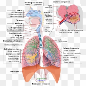 Respiratory System, HD Png Download - nariz png
