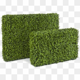 Box, HD Png Download - boxwood png