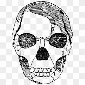 Basic Skull - Skull, HD Png Download - death skull png