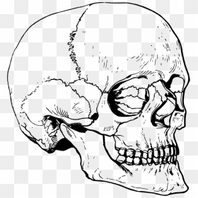 Skull - Large Skull Head Drawing, HD Png Download - death skull png