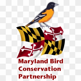 Mbcp Logo V3 - Maryland State Flag, HD Png Download - orioles png