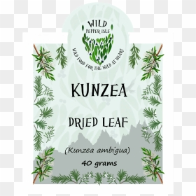 Kunzea Ambigua - Tree, HD Png Download - dry leaves png