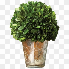 Flowerpot, HD Png Download - boxwood png