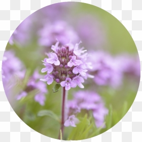 Gilliflower, HD Png Download - thyme png