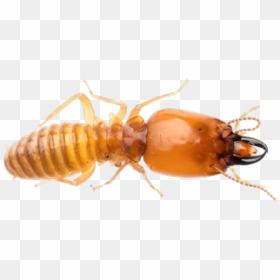 Termite Png Photo - Termite Png, Transparent Png - vhv