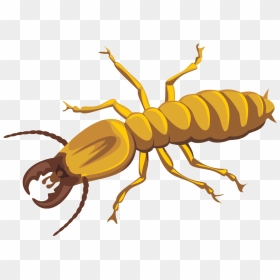 Borer And Termite Proof, HD Png Download - vhv