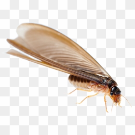 Termite Png Transparent Image - Drywood Termites, Png Download - termite png