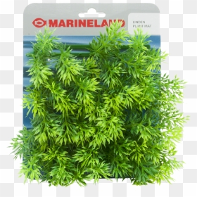 Liverwort, HD Png Download - boxwood png