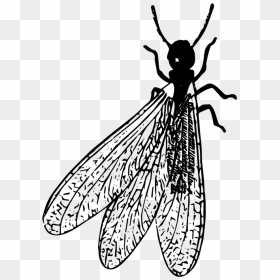 Termite Png Clipart - Black And White Termite, Transparent Png - termite png