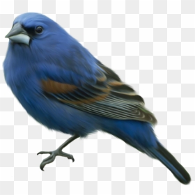 Falcon Clipart Oriole Bird - Blue Bird Png, Transparent Png - orioles png
