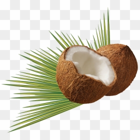 Transparent Coco Png - Coconut Png, Png Download - coqueiro png