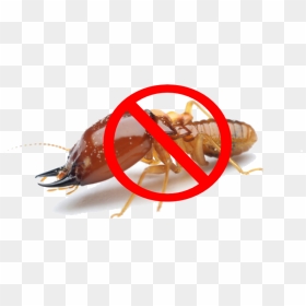 Termite , Png Download - Subterranean Termites, Transparent Png - termite png