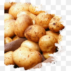 Yukon Gold Potato, HD Png Download - potato.png